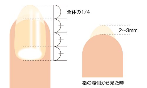 爪の形の整え方5タイプ 理想的な長さと基本の形で指先を美しく Beauty Column 美容コラム Meiko