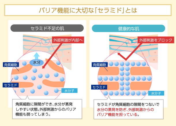 バリア機能に大切な「セラミド」とは